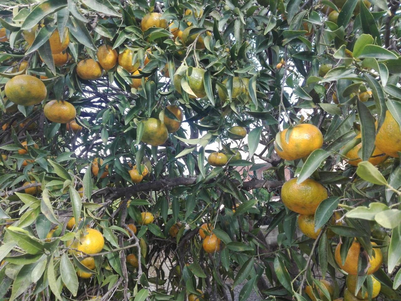 הוילה סירקוזה Caledonia Relax מראה חיצוני תמונה
